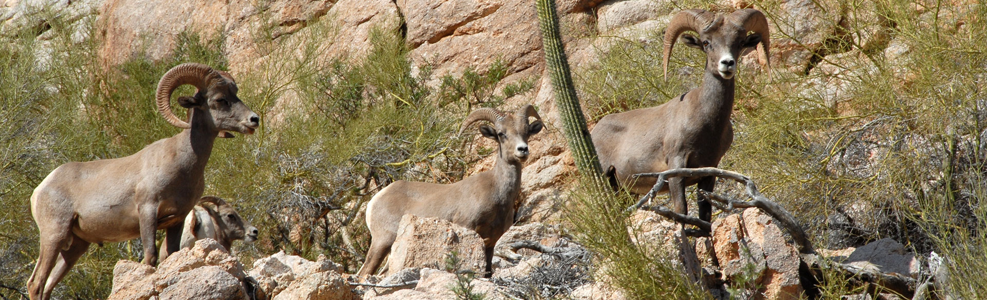 Rancho Candelaria