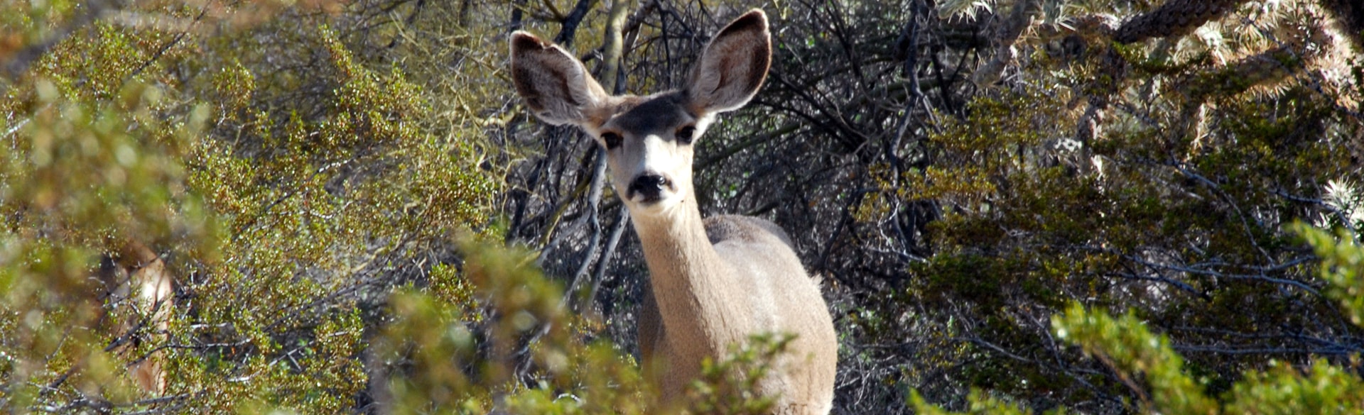 Rancho Candelaria-01