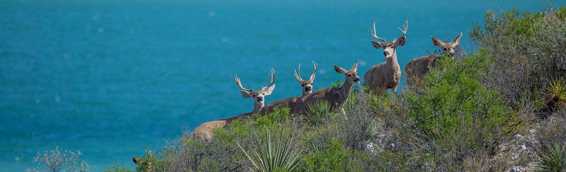 Rancho Chuparrosa