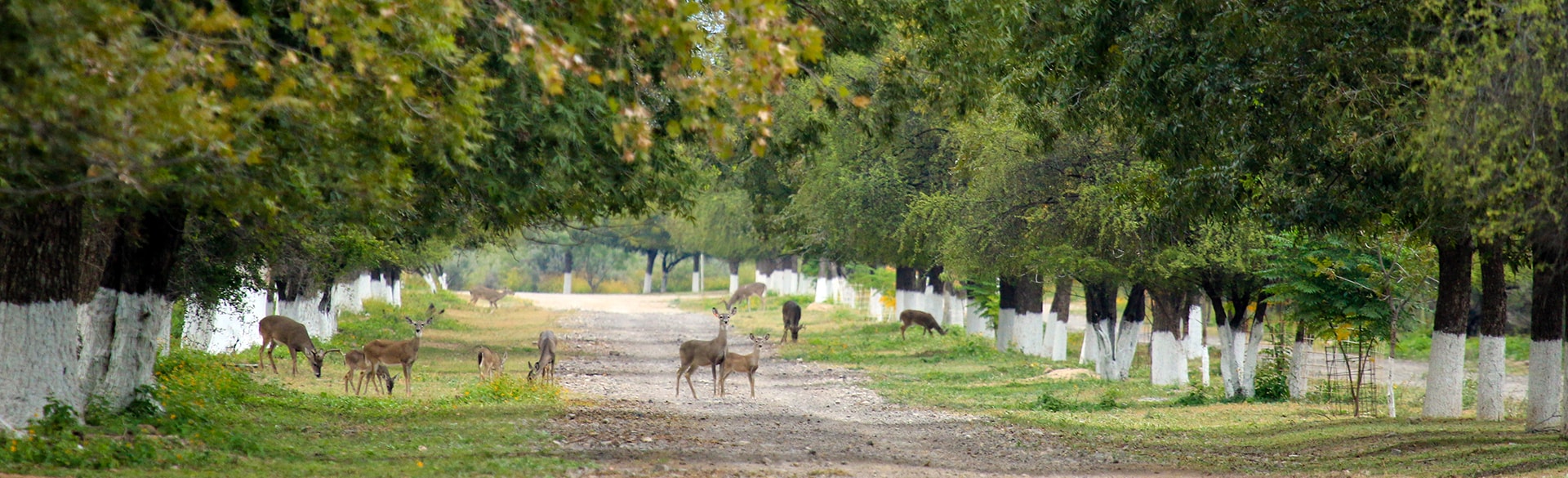 Rancho Fresnillo