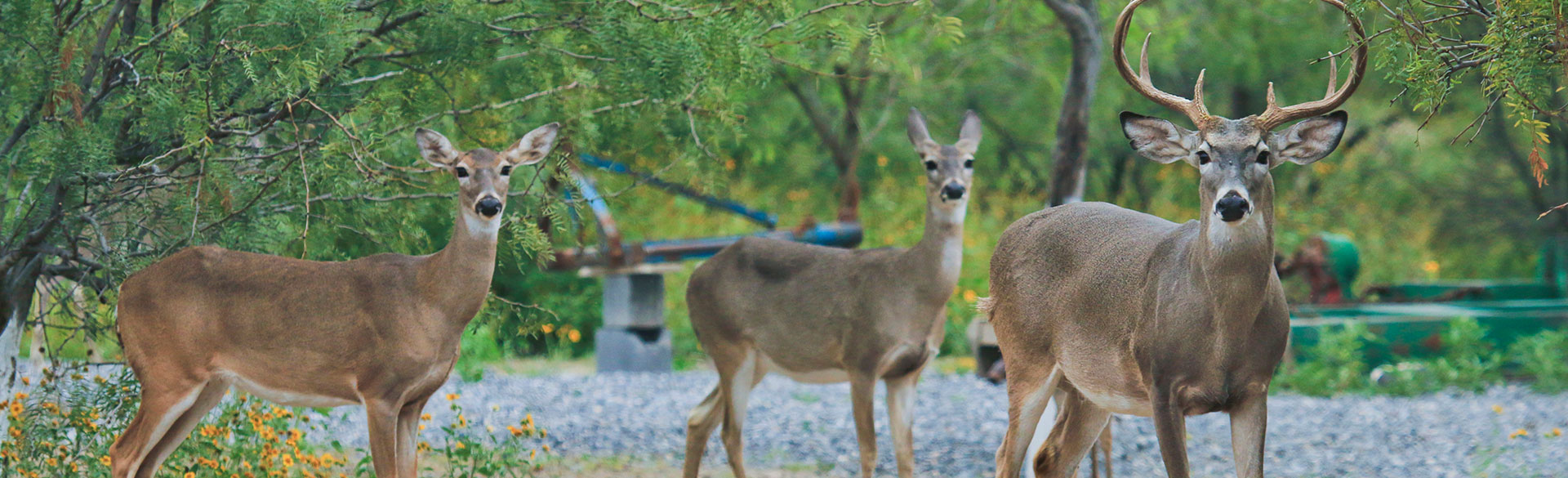Rancho Fresnillo-02