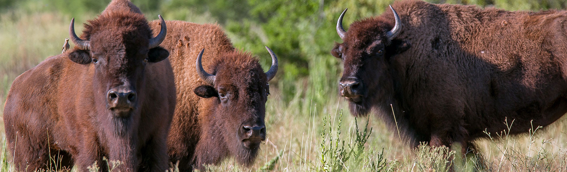 Rancho Salsipuedes