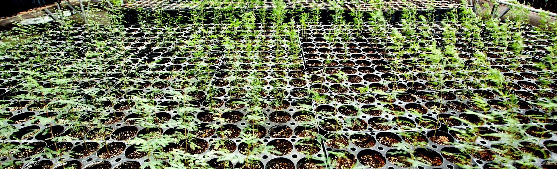 Vivero AHMSA