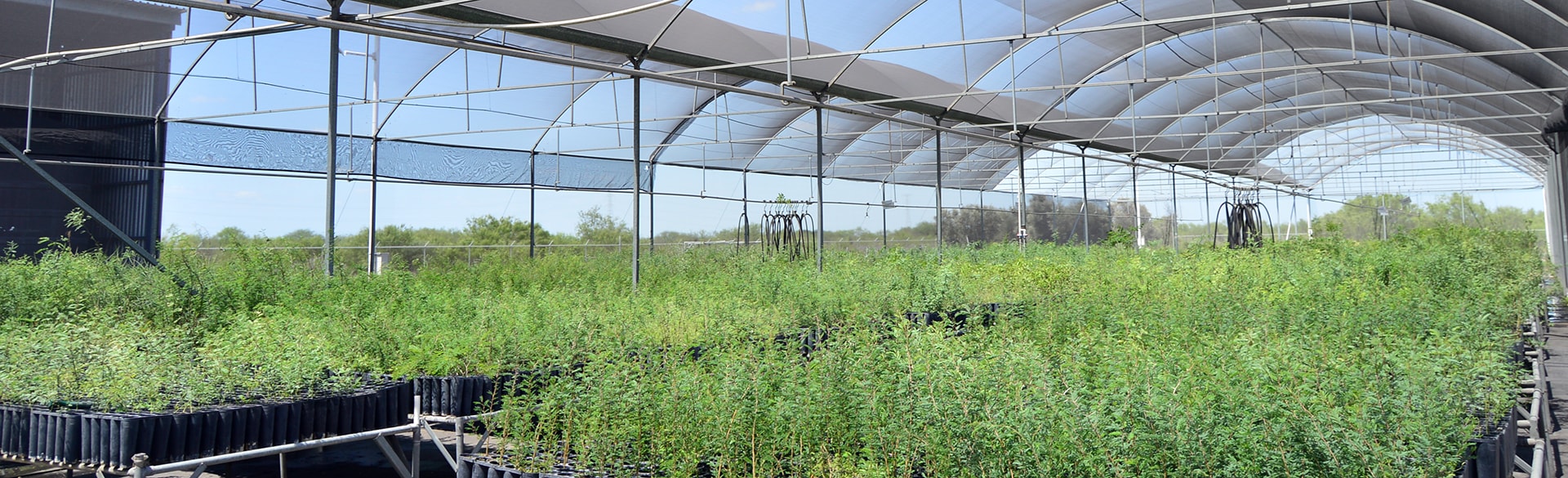 Vivero AHMSA-01
