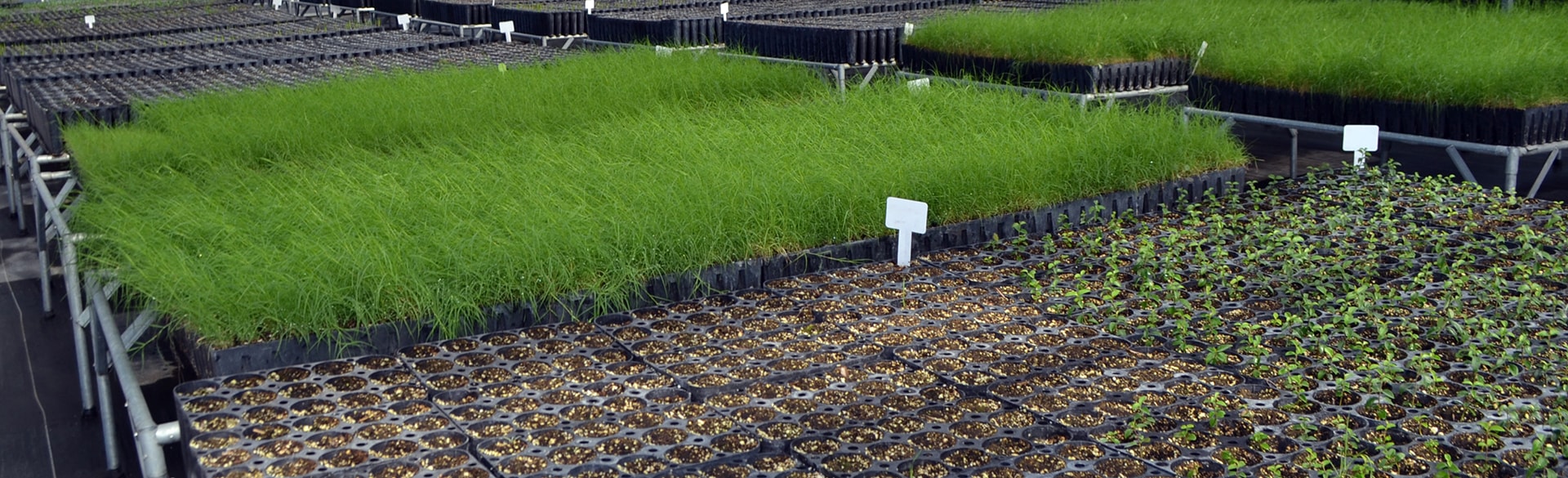 Vivero MICARE