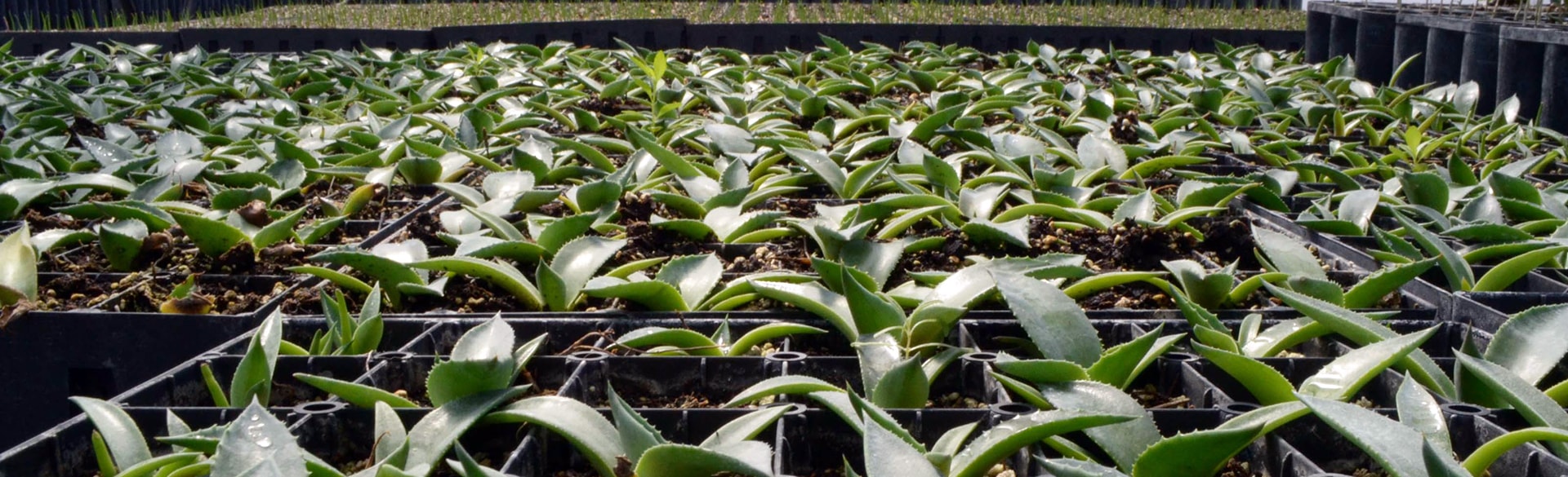 Vivero MICARE-01